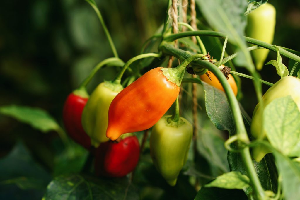 Nutritional recommendations for PEPPER